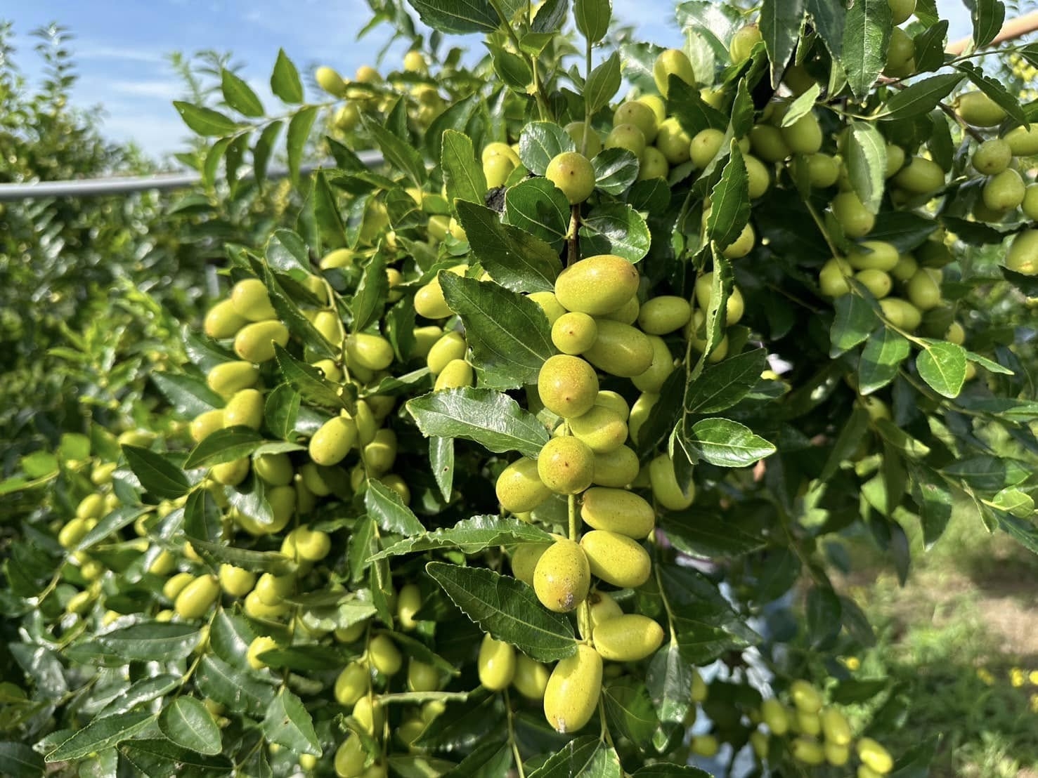 紅棗是公館鄉的知名特產，也加入成為在地釀酒的特色風味。（圖片來源：公館鄉農會FB專頁） 