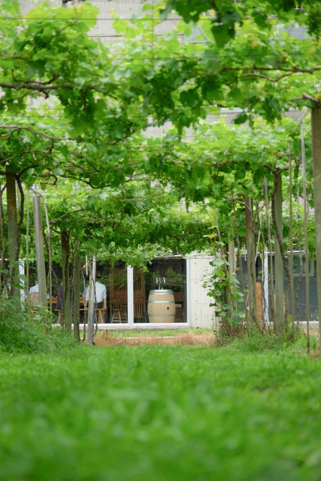 在許多國際獎項中獲得肯定的樹生酒莊，在葡萄酒愛好者間頗有名氣。（圖片來源：樹生休閒酒莊FB專頁） 