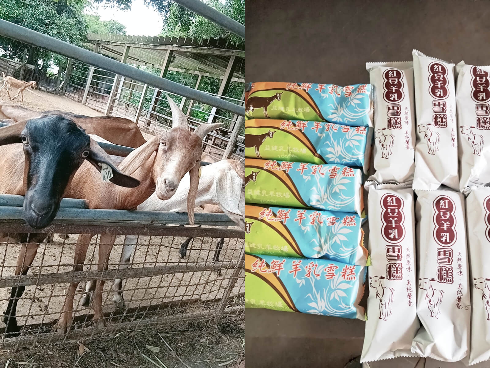 益健乳羊牧場 台中親子農場