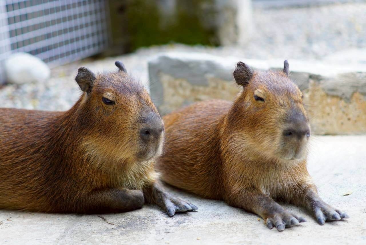 欣向町森活園區 台中親子農場