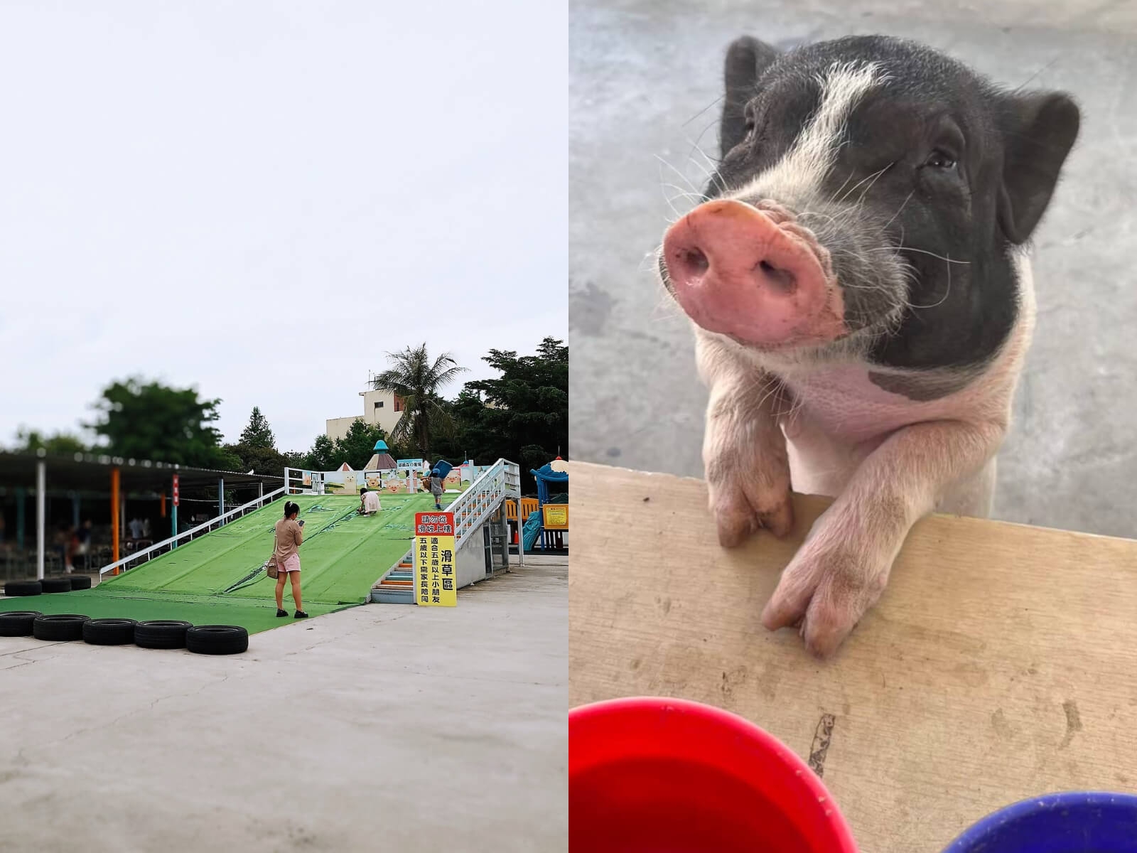 威爾森的農場 台中親子農場