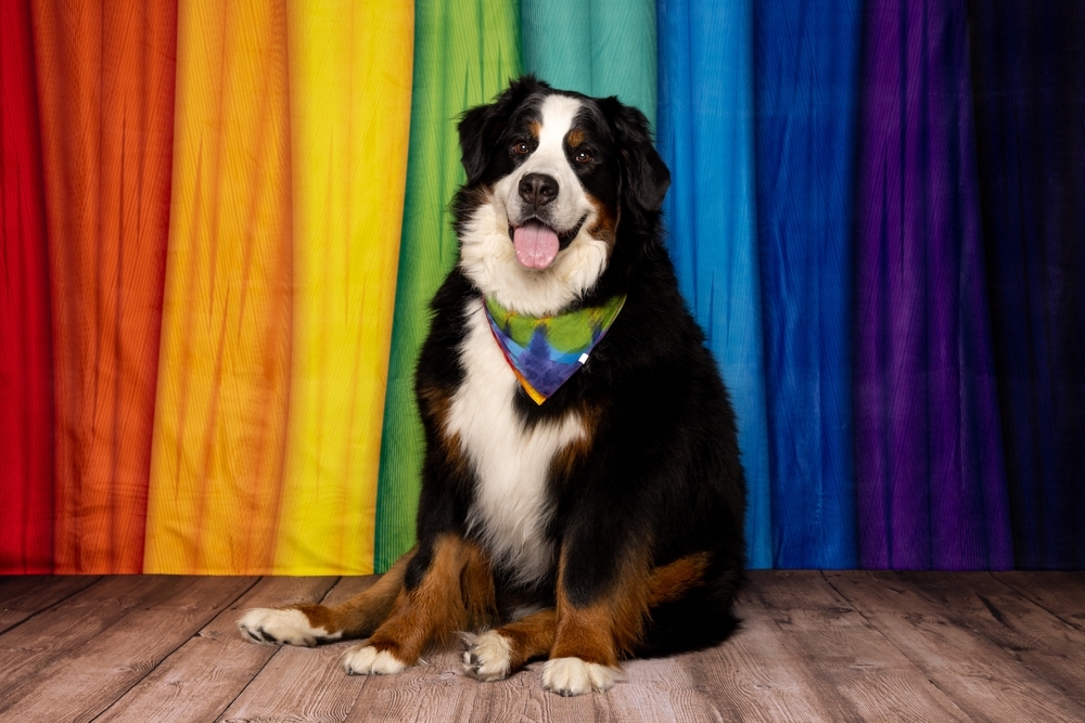 棚拍優勢在於光線穩定、設備專業，能清楚呈現寵物細節，並可更換背景打造多樣風格，同時降低意外風險。（圖片來源：Shutterstock）