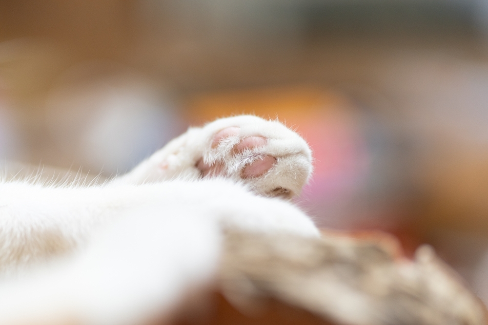 寵物的手掌、腳掌模樣可愛，讓人忍不住想印在紙上保存。（圖片來源：Shutterstock）