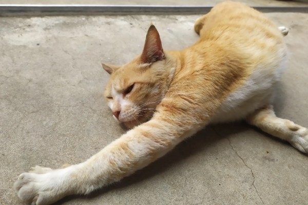 店門前的橘色虎斑貓極愛撒嬌。（圖片來源：林芳如攝） 