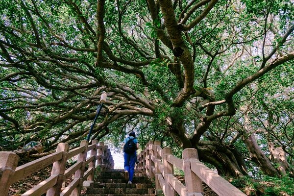 崎頂車站第2月台後方的階梯步道。（圖片來源：葉琳喬攝） 