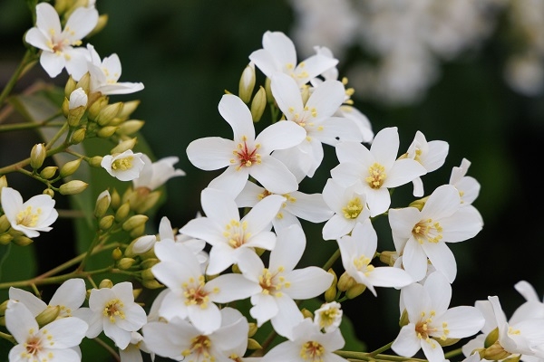 潔白勝雪的油桐花，是初夏銅鑼最美的風景。攝於台灣客家文化館旁上的大橋人行道。（圖片來源：葉琳喬攝）