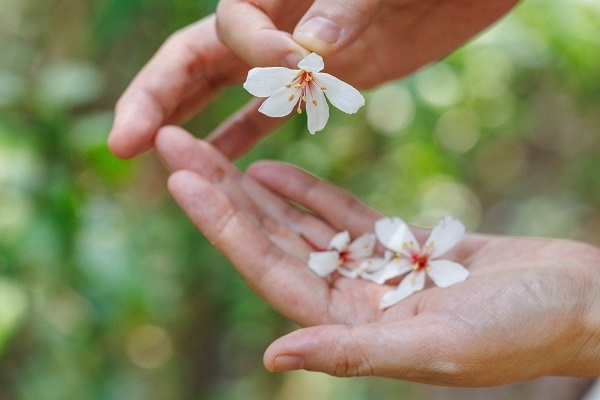 撿拾地上的桐花放在手上，也能拍出別有意境的賞花照。（圖片來源：葉琳喬攝）