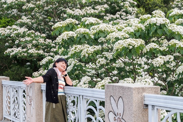 台灣客家文化館旁的大橋2旁設有寬敞的人行步道，可近距離欣賞桐花。（圖片來源：葉琳喬攝）