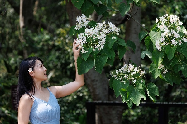 單手摸桐花，視線看向手，拍出賞花的樣子。（圖片來源：葉琳喬攝）