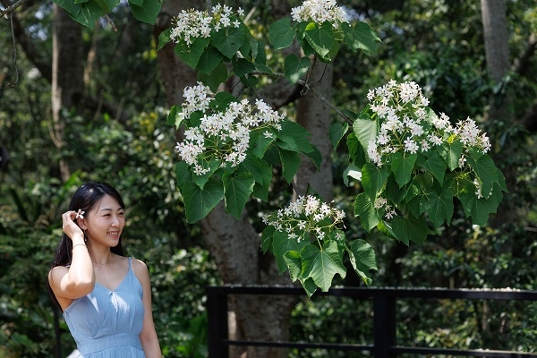 撿一朵桐花放在耳朵旁，頭髮撩到耳後，引導觀者視線。（圖片來源：葉琳喬攝）