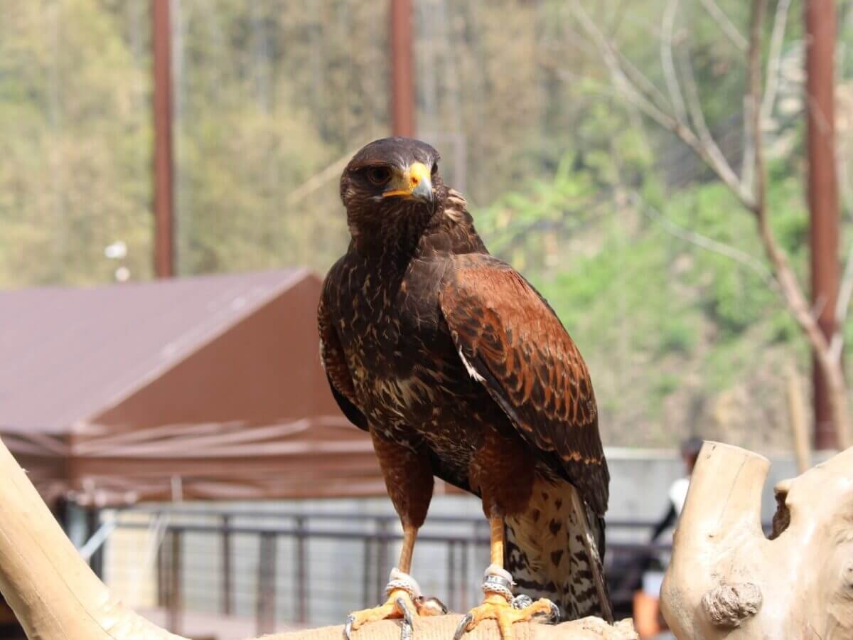 野森動物學校