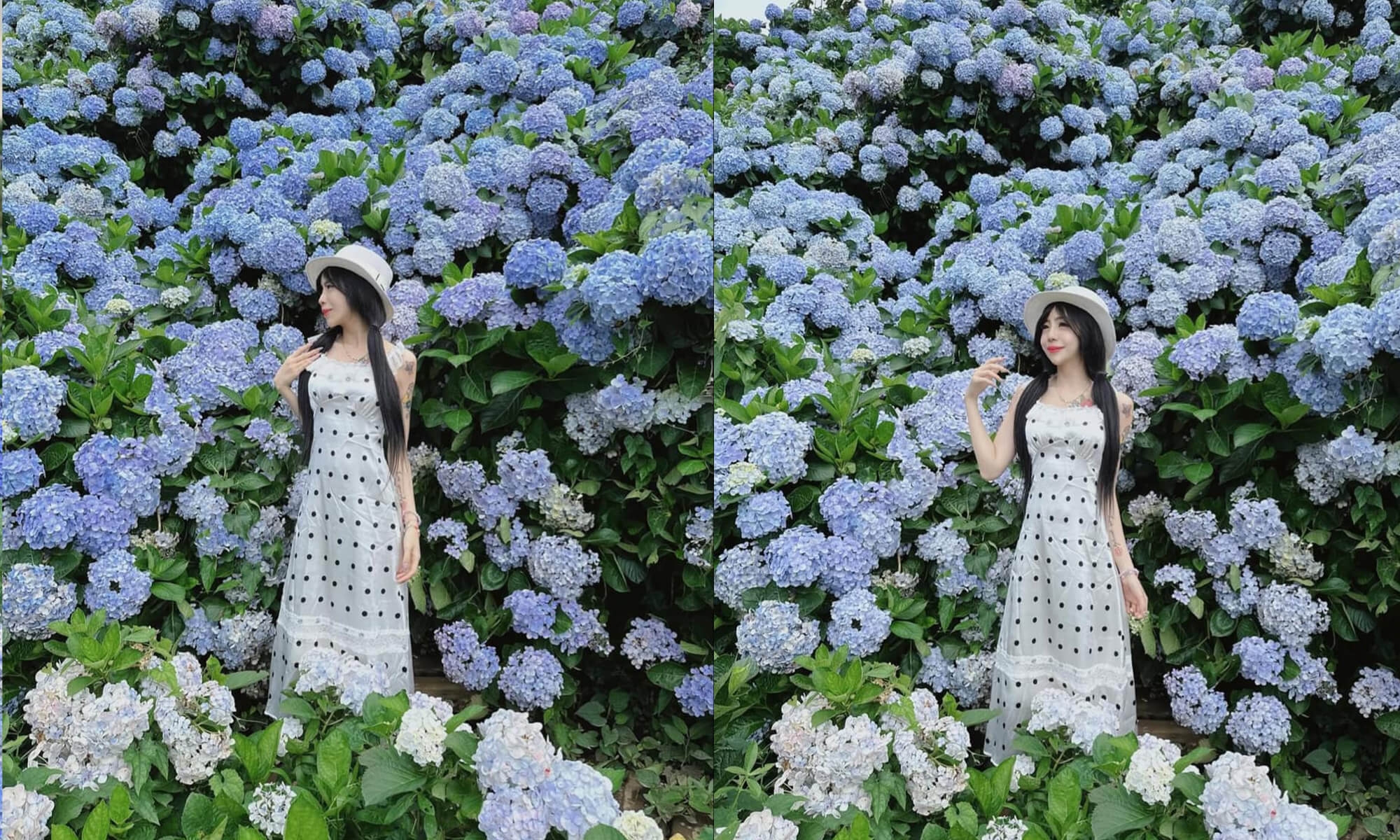 陽明山竹子湖花與樹繡球花園