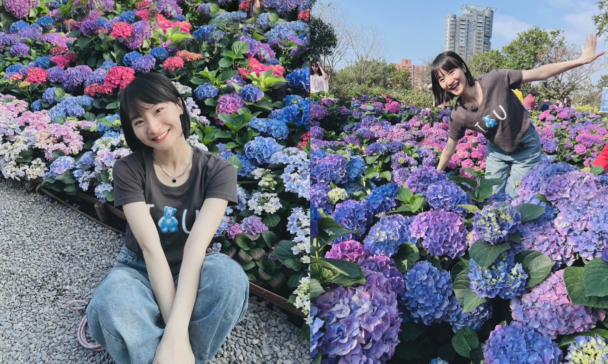 大安森林公園 繡球花