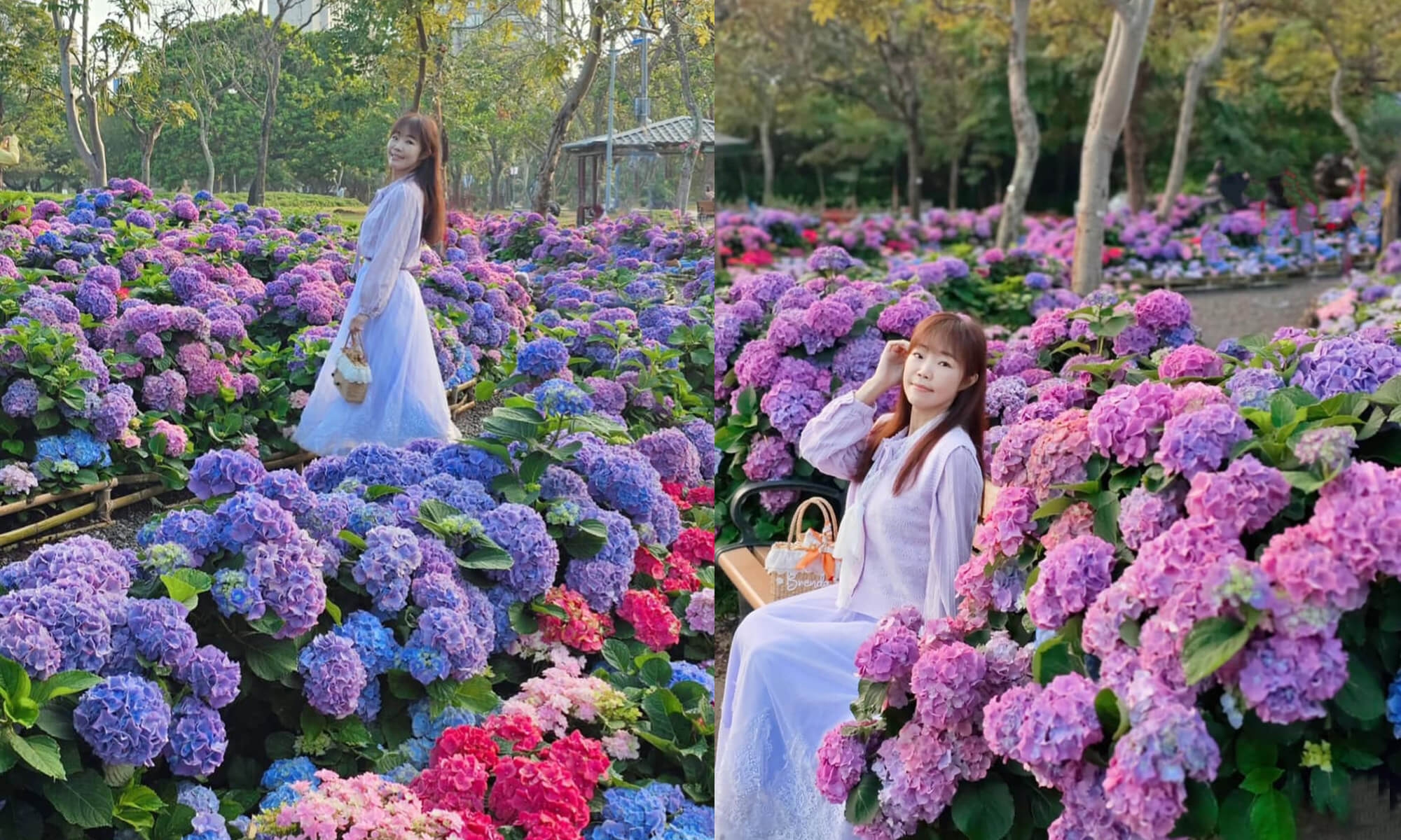 大安森林公園 繡球花