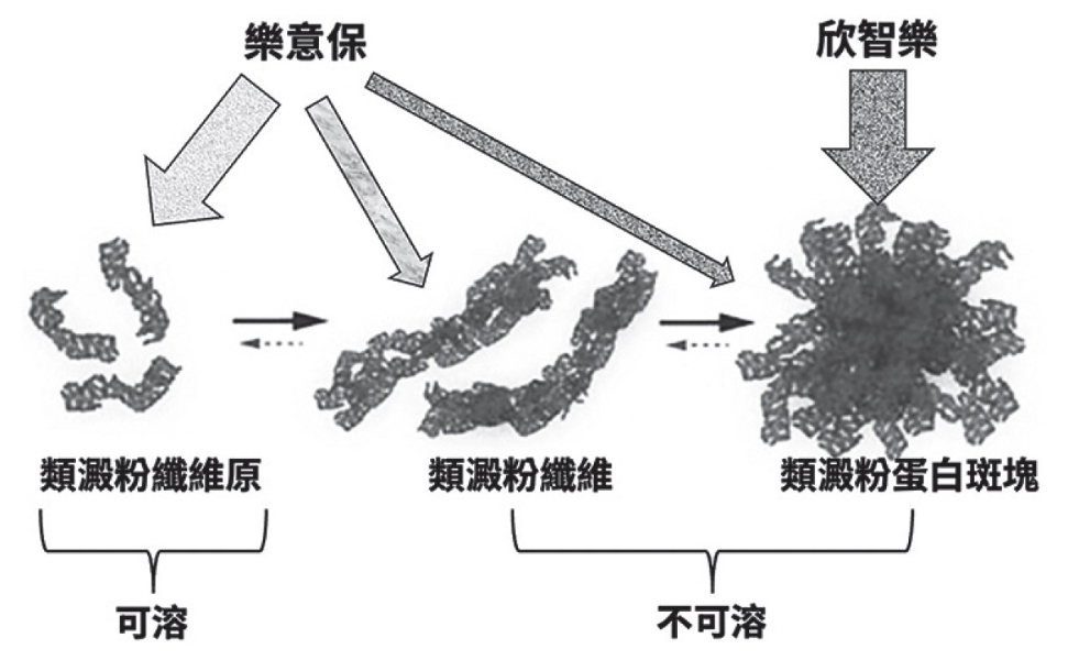 樂意保主要針對纖維原結合，同時也對構成斑塊的纖維狀乙型類澱粉蛋白具有高親和力。欣智樂主要是結合已成熟沉積的斑塊。（圖片來源：《健忘，是大腦在求救？》）