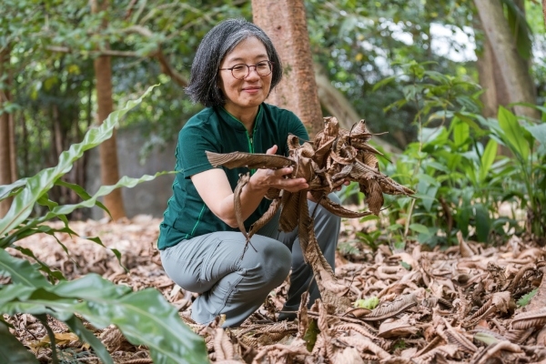 走進台北植物園，不妨在步道旁蹲下身來，親手捧起一把乾枯的落葉。撫弄落葉時發出的窸窣聲，常被形容像是捏碎洋芋片般輕快，極具紓壓效果。不過也別忘了，這些落葉屬於自然，感受過後請讓它們留在原地，不能帶走喔！（圖片來源：孫百毅攝） 