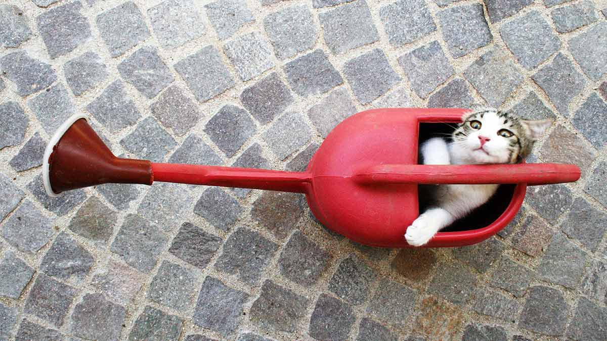 如果上司只顧著追逐新事物…