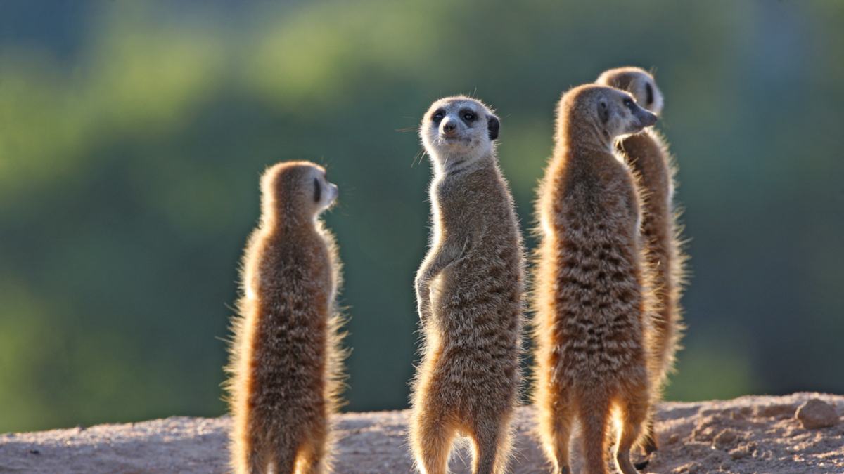 如何挑選值得提攜的優秀後進