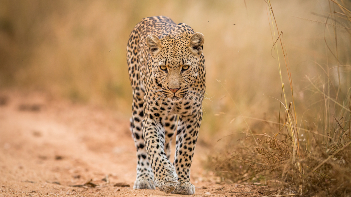 執行長們：掌控危機，否則危機就會掌控你