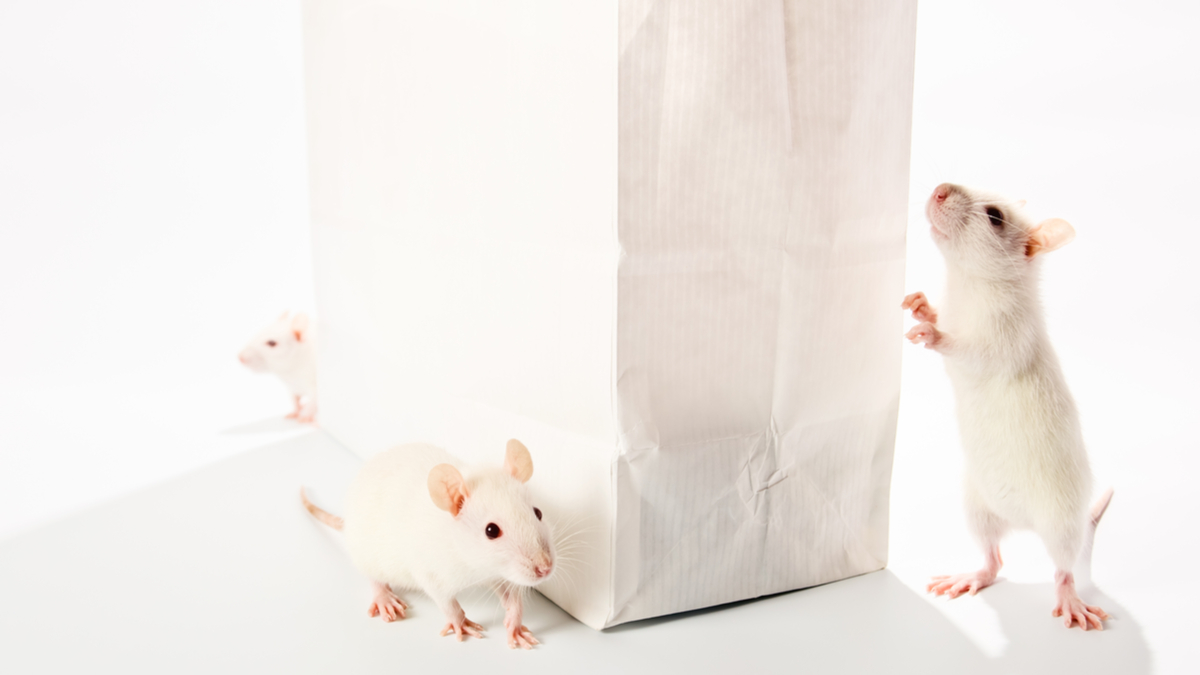 平台策略的成功三要素