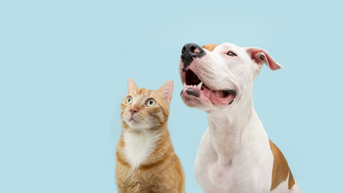 當「犬」主管遇到「貓」員工