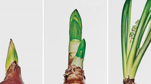 你的公司究竟該成長多快？