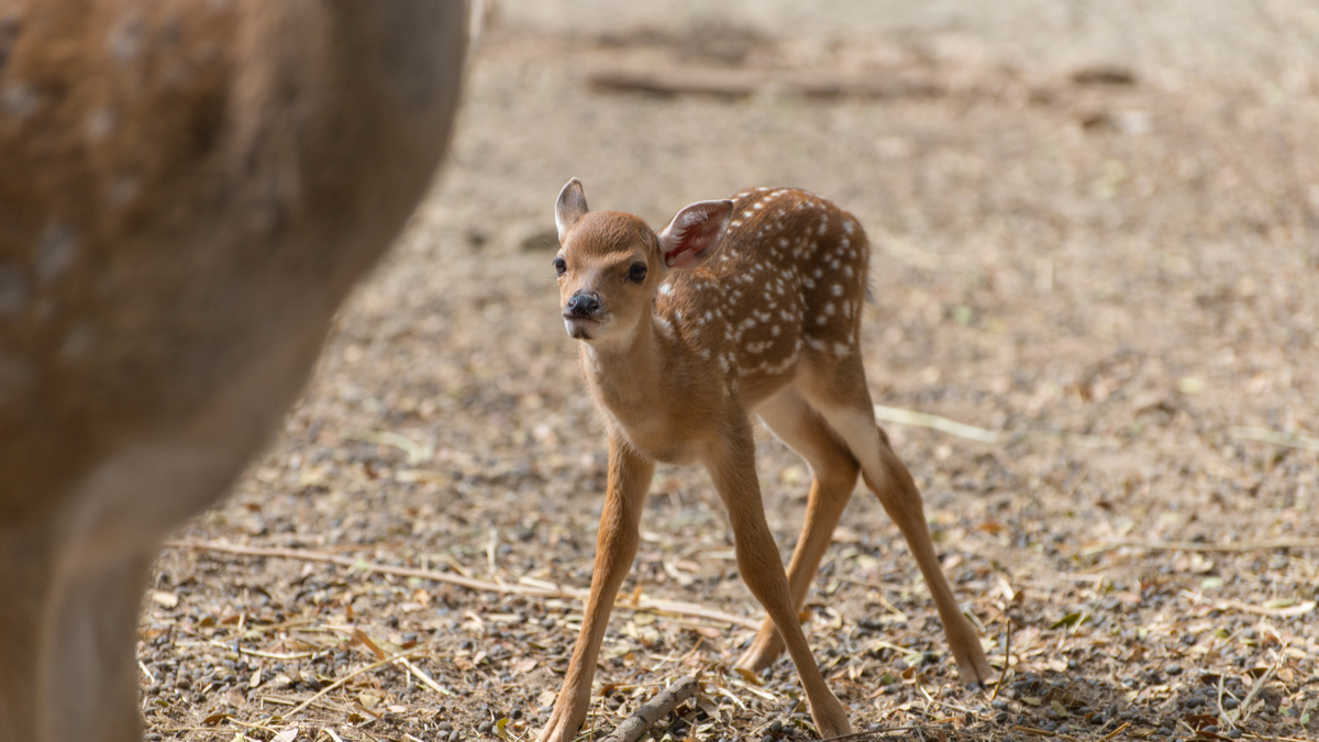 在真正學會前，模仿都不嫌太多