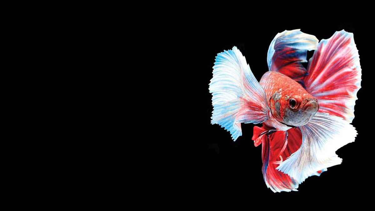 最佳執行長不一樣