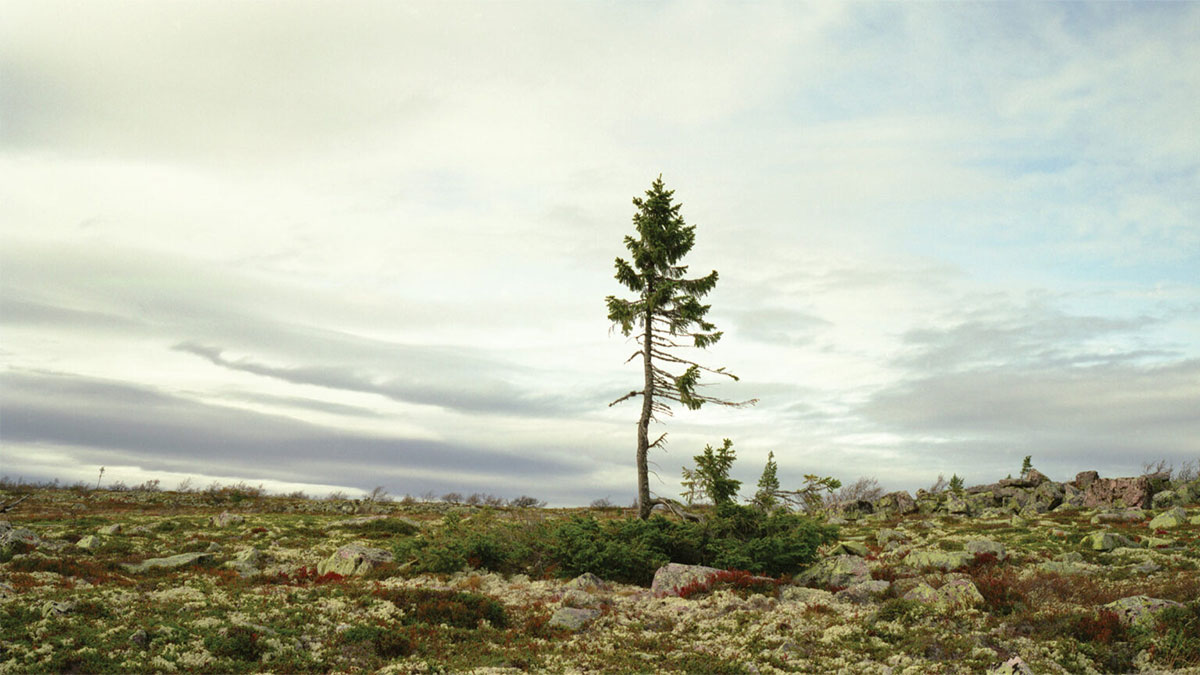 關於本文藝術作品：瑞秋．薩斯曼（Rachel Sussman）的攝影專題〈世界上最古老的生物〉（The Oldest Living Things in the World），結合藝術、科學與哲學，以呈現浩瀚的時間尺度。她拍攝各種已經生存超過2,000年的生物，照片中呈現我們星球的活歷史及我們未來可能失去的事物。