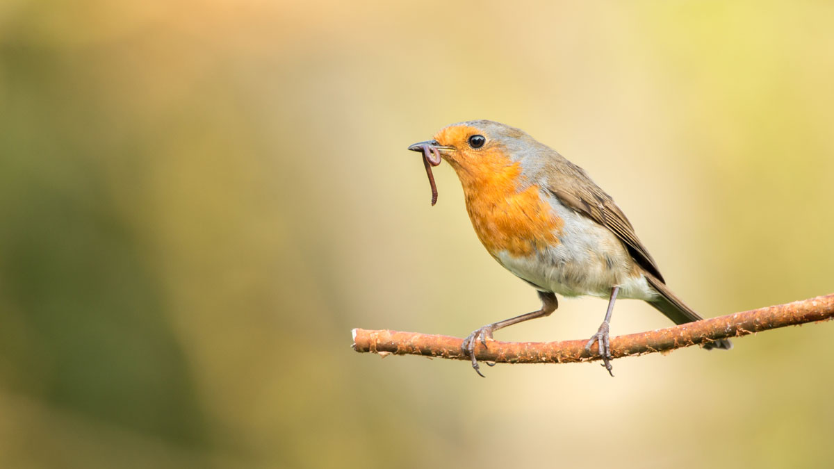 晨型人 VS. 夜型人：早起的鳥兒真的有蟲吃？