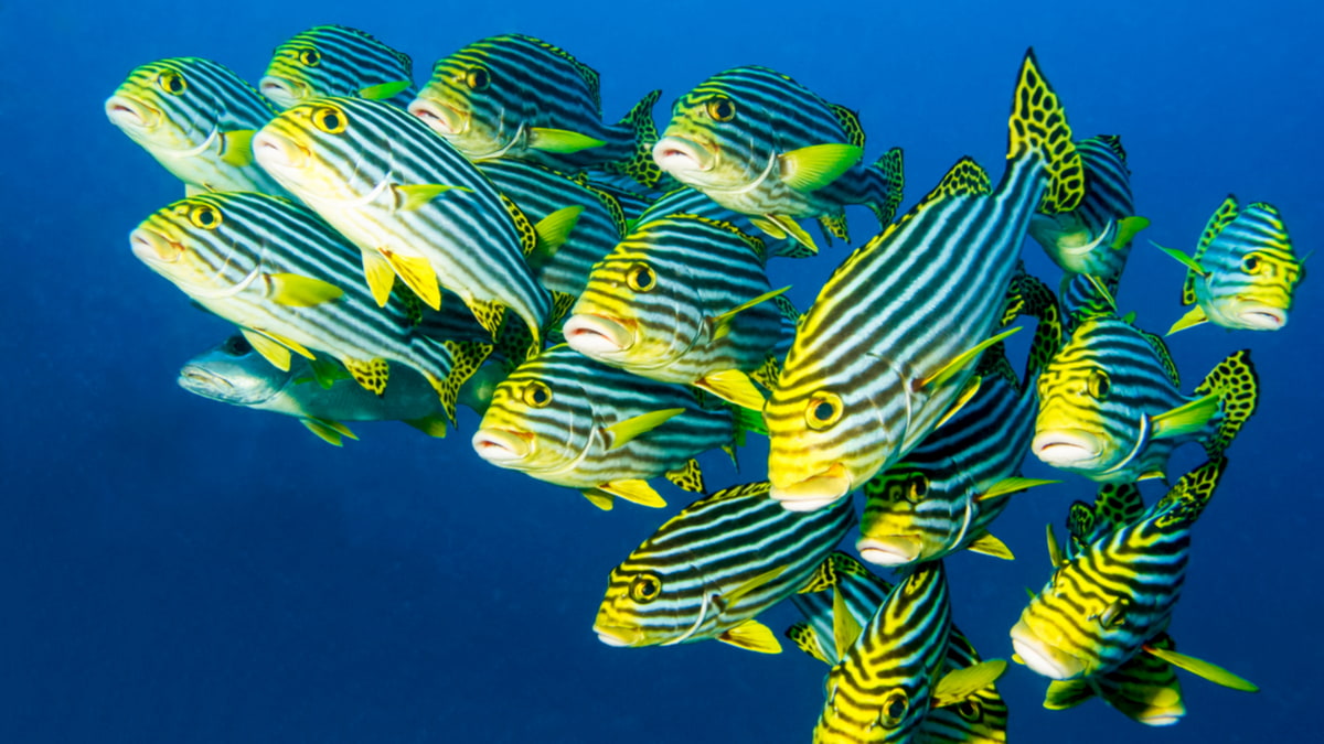 你的思考是全觀的，或重視特定面向？