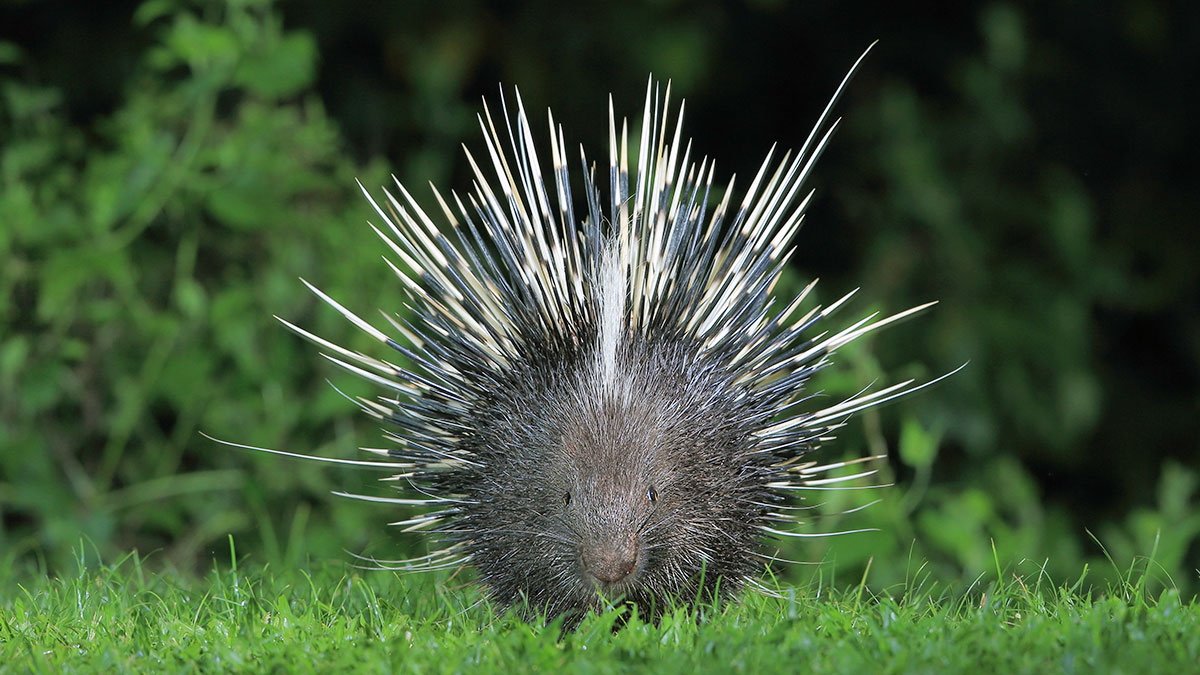 說不出「我錯了」的人，心理防衛機制是如何運作的？