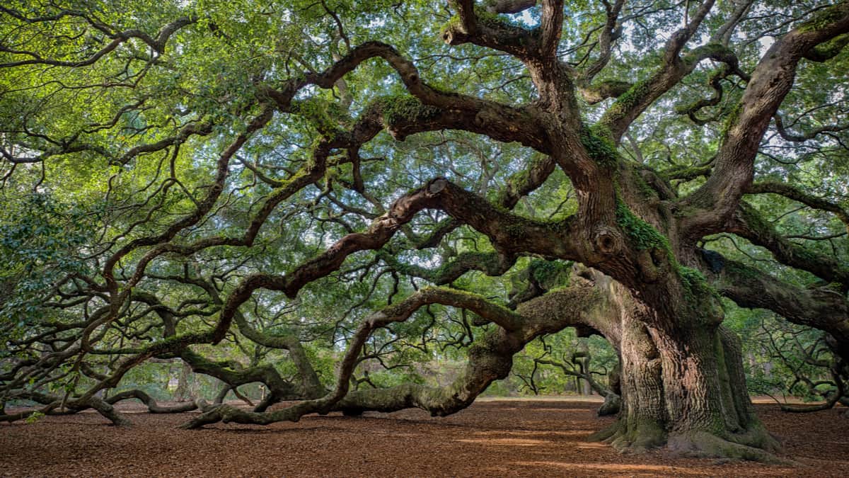 「感謝」是新的意志力
