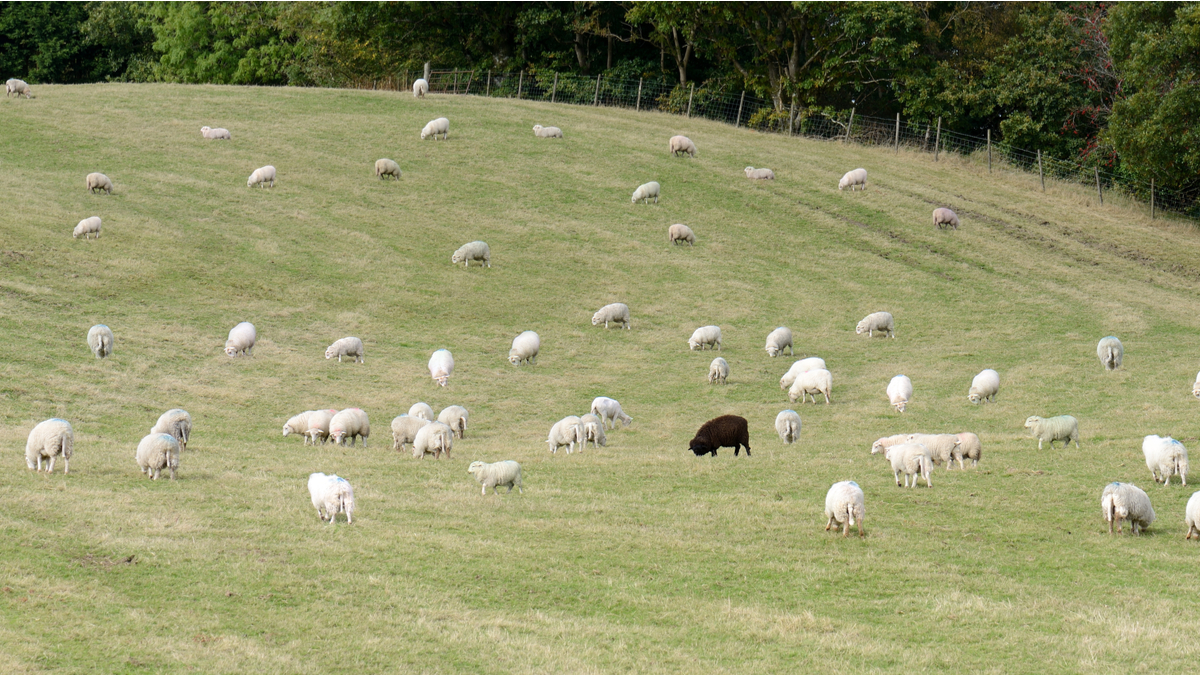 非家族成員在家族企業裡的生存之道