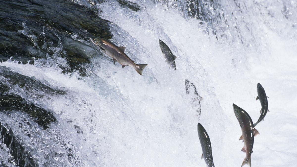 Uber式人才挖角戰