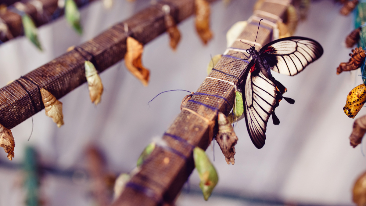 轉型不是單一活動
