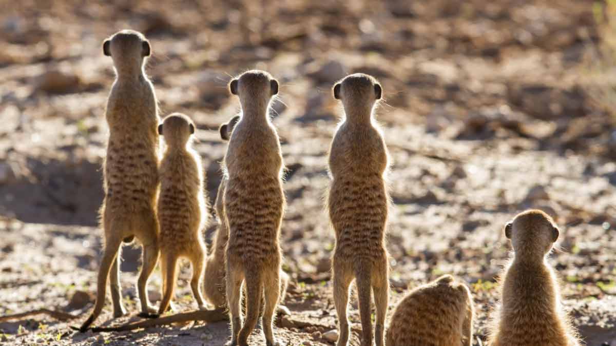 「群眾外包」的魔力