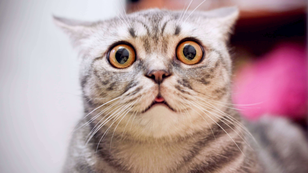 推銷自己的驚人祕密