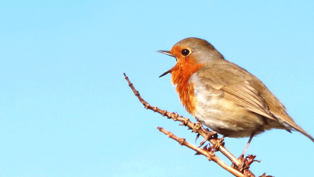明星執行長的順流逆流