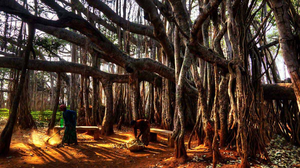 領導人像蒲公英，還是像榕樹？