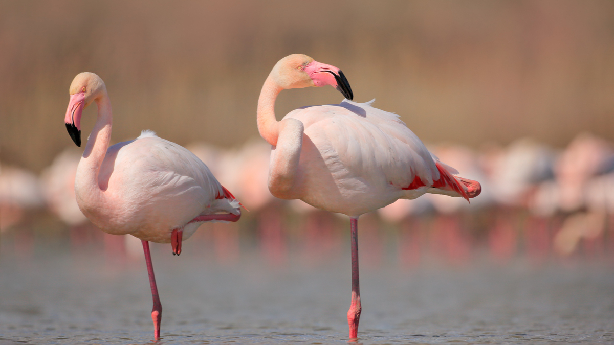 你的銷售組織是「A級」或「A+級」？