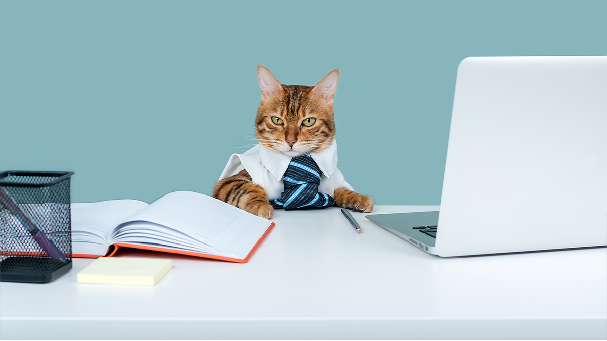 「你為何想在我們公司工作？」