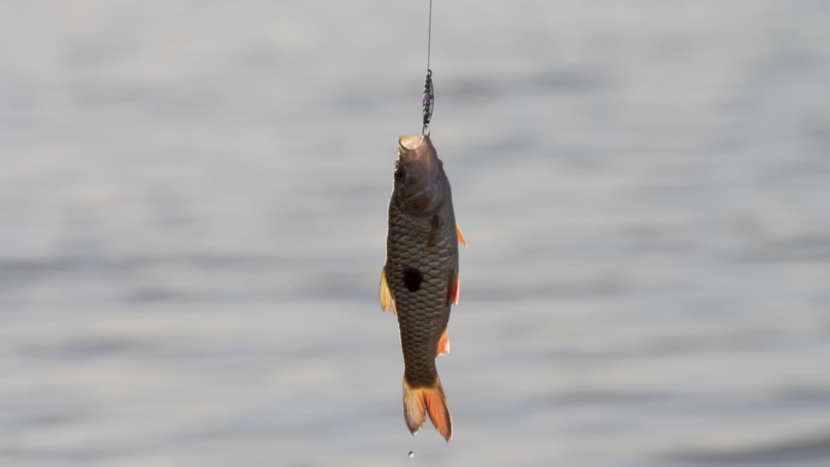 你的大腦習於堅持自己是正確的