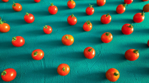 魚與熊掌之爭：當研發槓上行銷