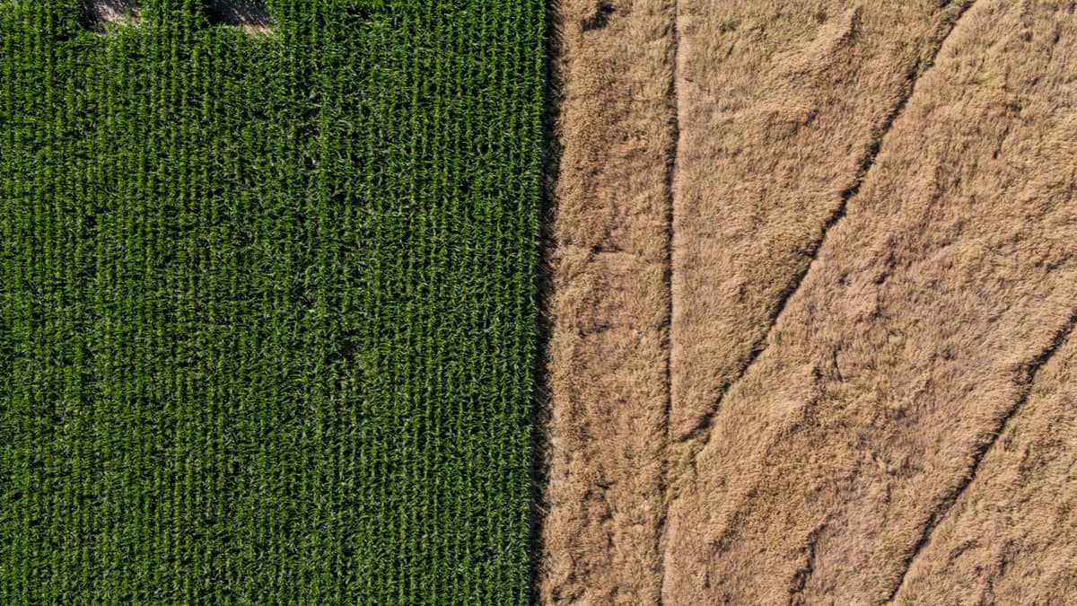 金車賺到「無價的教訓」