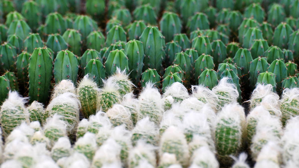 臉書的服務分拆策略完全合理