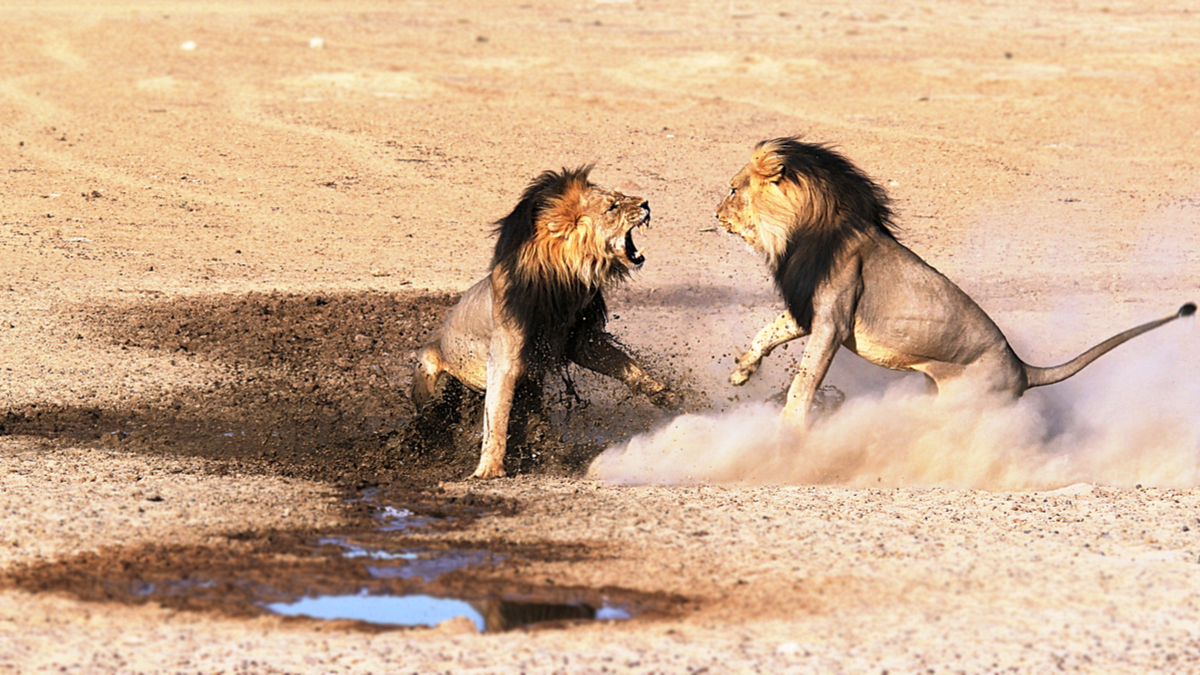 管理團隊如何化衝突為力量