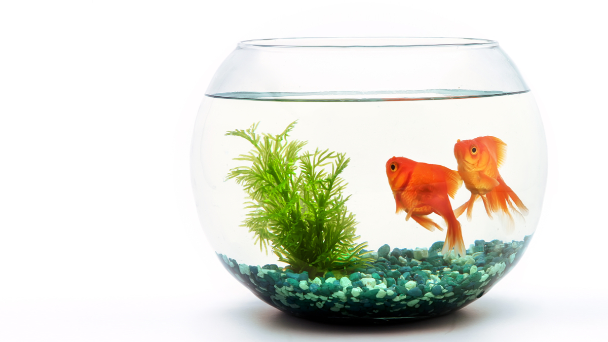 為什麼大家害怕改進流程？