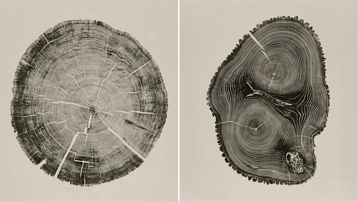設計不會報廢的「成長型」產品