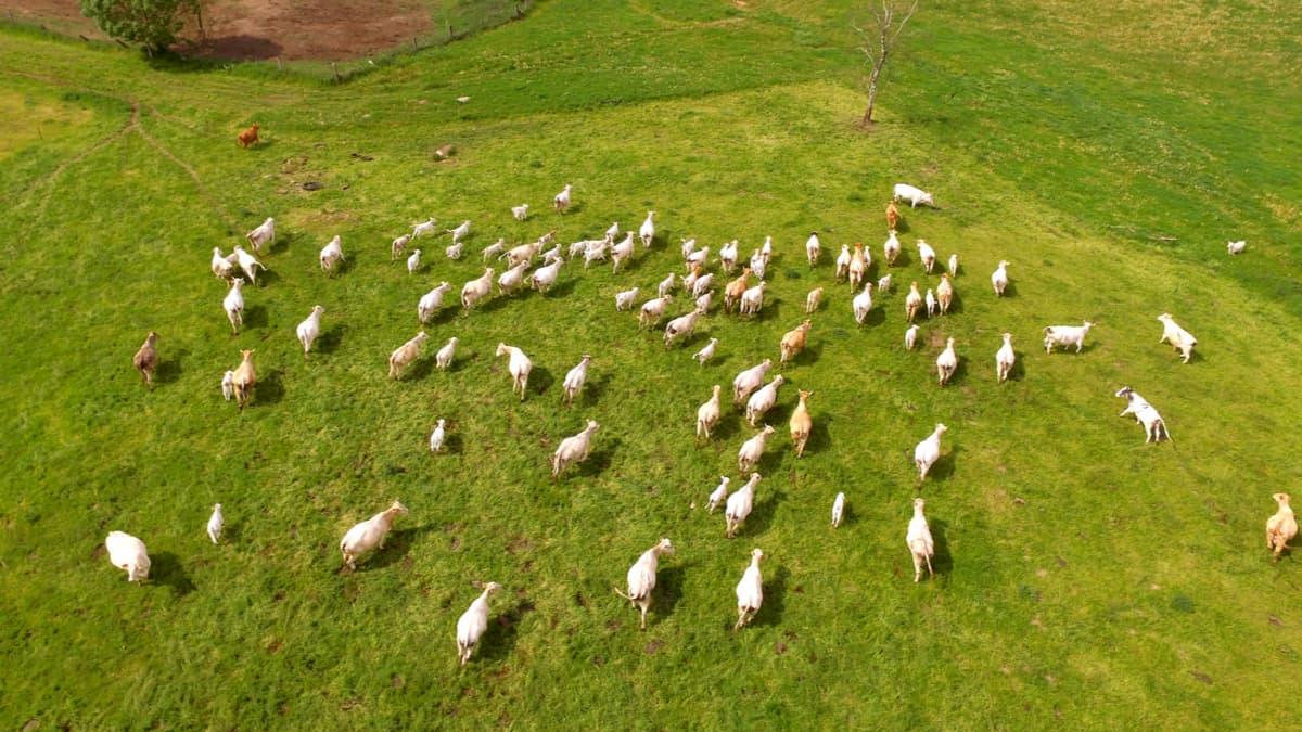 無經理人大企業